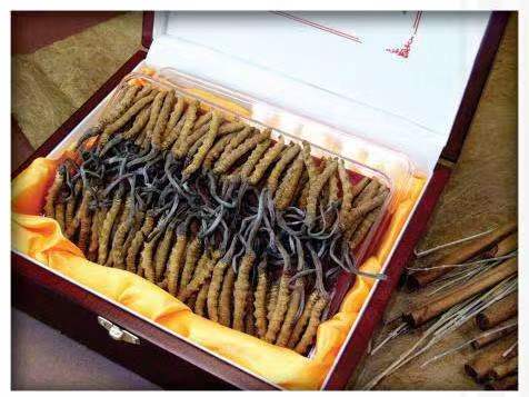 和乐镇冬虫夏草回收